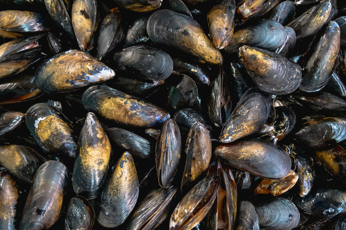 Solid background  arrangement of Mussels