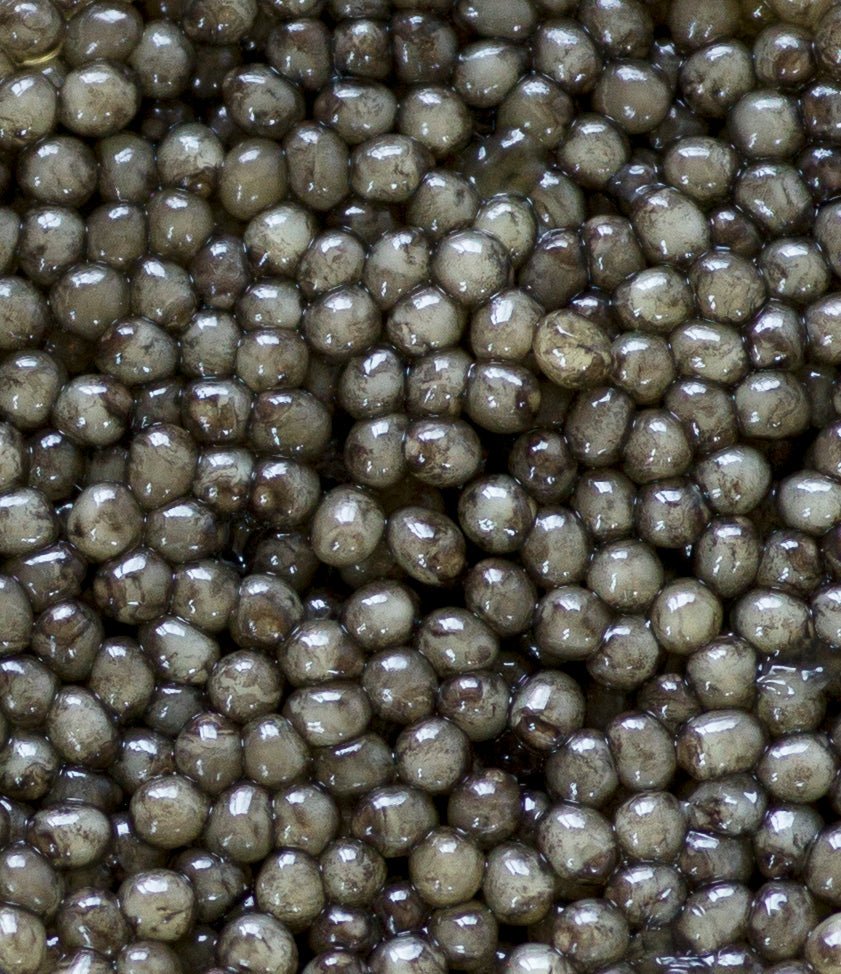 Regalis Foods - Osetra Royale Caviar - FishNook Tinned Seafood Co.