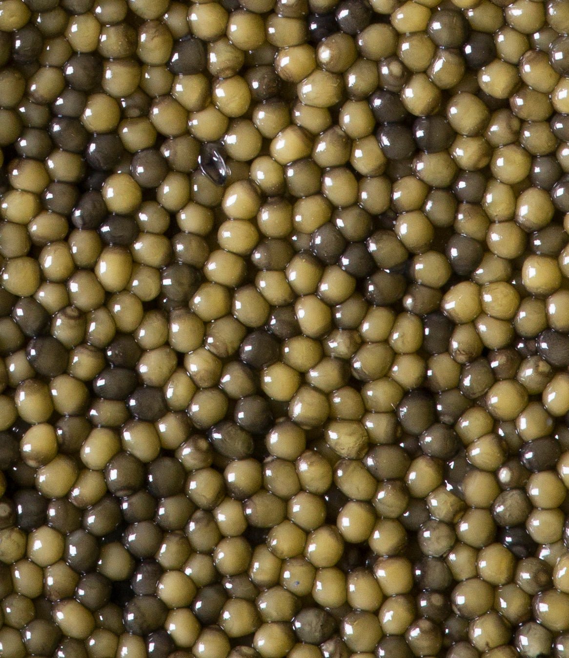 Regalis Foods - Two - Tone Osetra Caviar - FishNook Tinned Seafood Co.